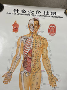 Vintage 1973 Acupuncture Diagram Poster (24.5x38inch)