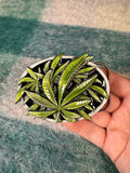 Vintage Weed Belt Buckle